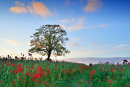 The Poppy Field