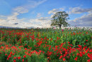 The Poppy Field #2