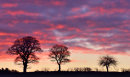 Sunset Silhouette