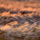 The Barley Field