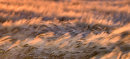 The Barley Field #2
