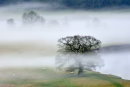 Mist in the Valley