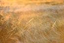 Golden Grasses