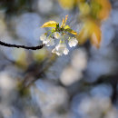 Backlit Blossom