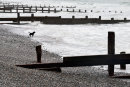 The Black Dog