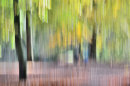 Strangers in the Beech Wood