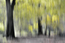 The Beech Wood No2