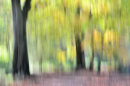 Beech Wood Impression