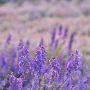 Delphiniums