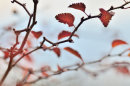 Autumnal Cherry Leaves