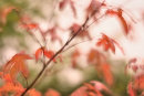 Acer Palmatum