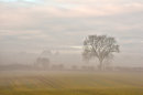 Clearing Mist