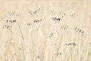 Seed Heads
