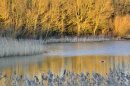 Golden Light