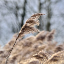 Golden Grasses