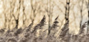 Grasses
