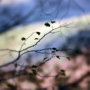 Hanging On