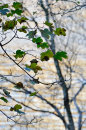 Thirlmere Reflections
