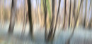 Enchanted Wood