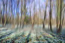 Snowdrops and Shadows