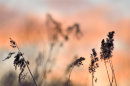 Ghostly Grasses