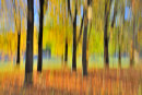 Shades of Autumn No2