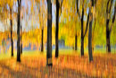Shades of Autumn