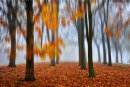 Autumn Impression