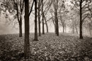 Autumn Leaves