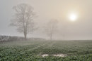 Through the Mist No2