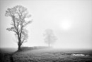 Through the Mist