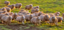 Sheep on the run