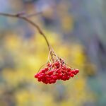 Autumn Berrys