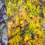 Silver Birch Detail