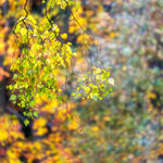 Silver Birch Impression
