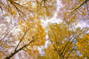 Golden Birch Trees
