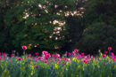 Glowing Poppies
