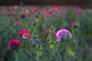 Backlit Opium Poppies