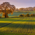 Sunlit Tracks