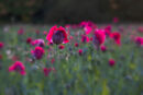 Backlit Poppies