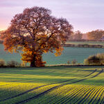 Sunlit Furrows
