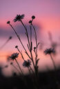 Daisy Silhouette