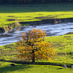 Grazing Cattle