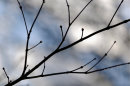 Acer Detail