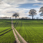 Tracks and Furrows