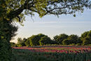 Opium Poppy Field