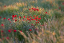 Poppies and Grasses