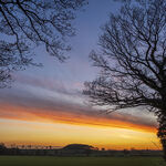 Ghostly Trees at Sunset #2