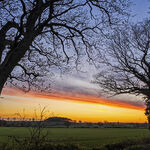 Ghostly Trees at Sunset