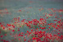 The Poppy Field